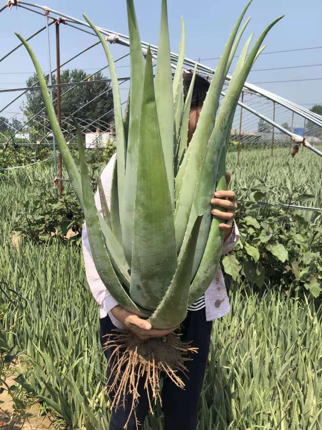 8种懒人花,爬墙爆花懒人月季