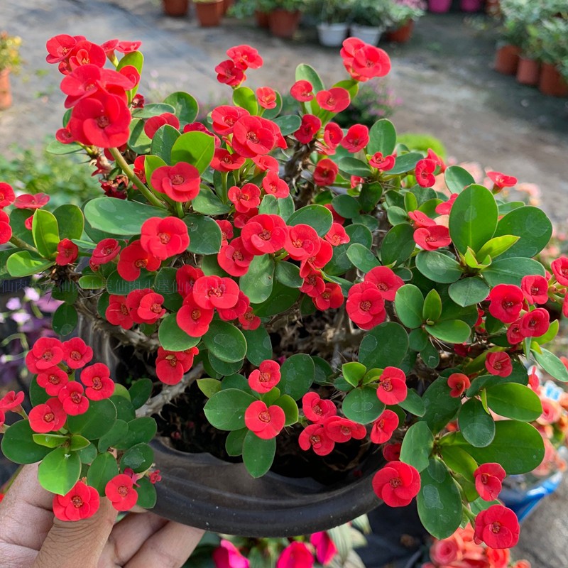 8种懒人花,爬墙爆花懒人月季