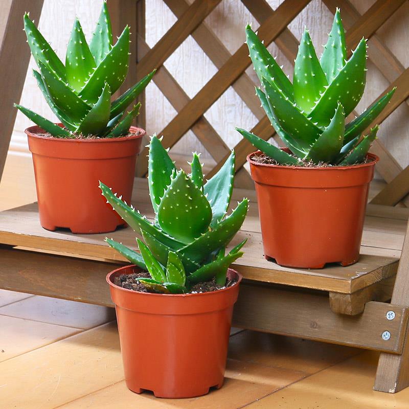 养芦荟盆大好还是小好,芦荟的养殖方法盆栽