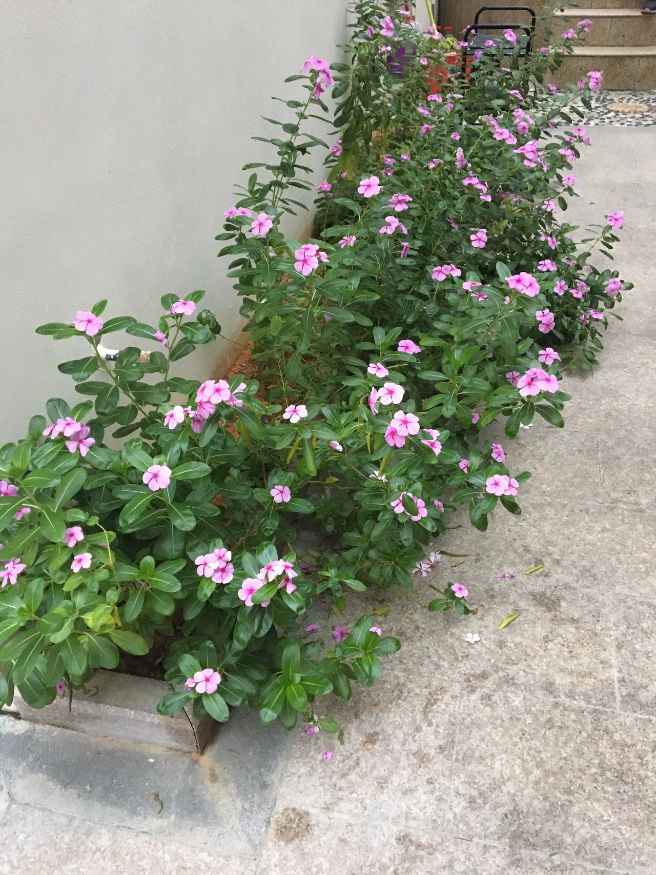 365天都开花名贵的盆栽,365天开花不断的花卉