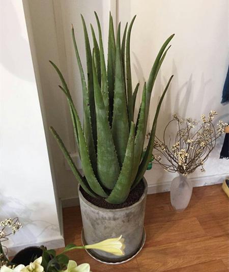 漂亮女人适合养什么花,适合盆栽的女人花