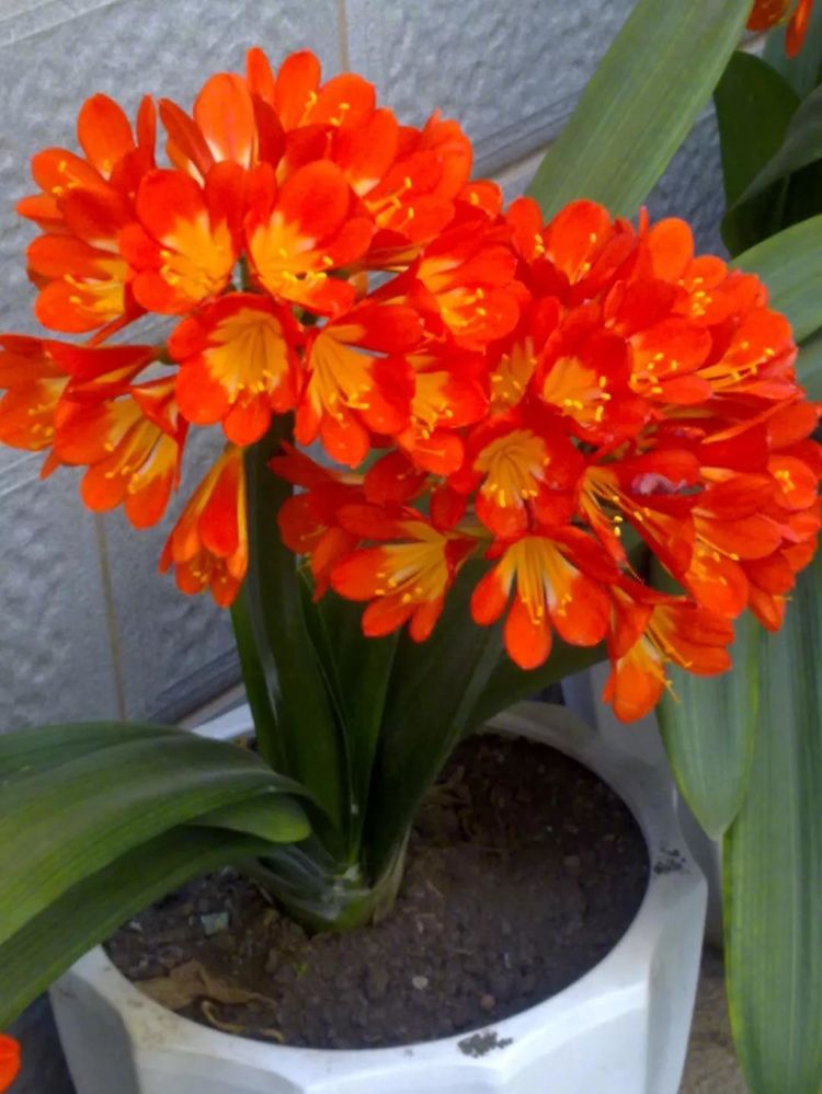 家里养哪五种开的旺宅花,什么花放客厅最旺宅