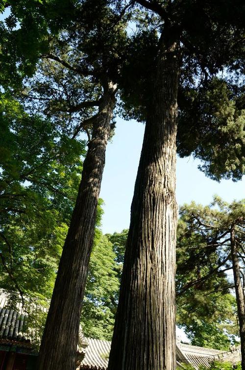 简述中国园林的特点,园林景观大揭秘