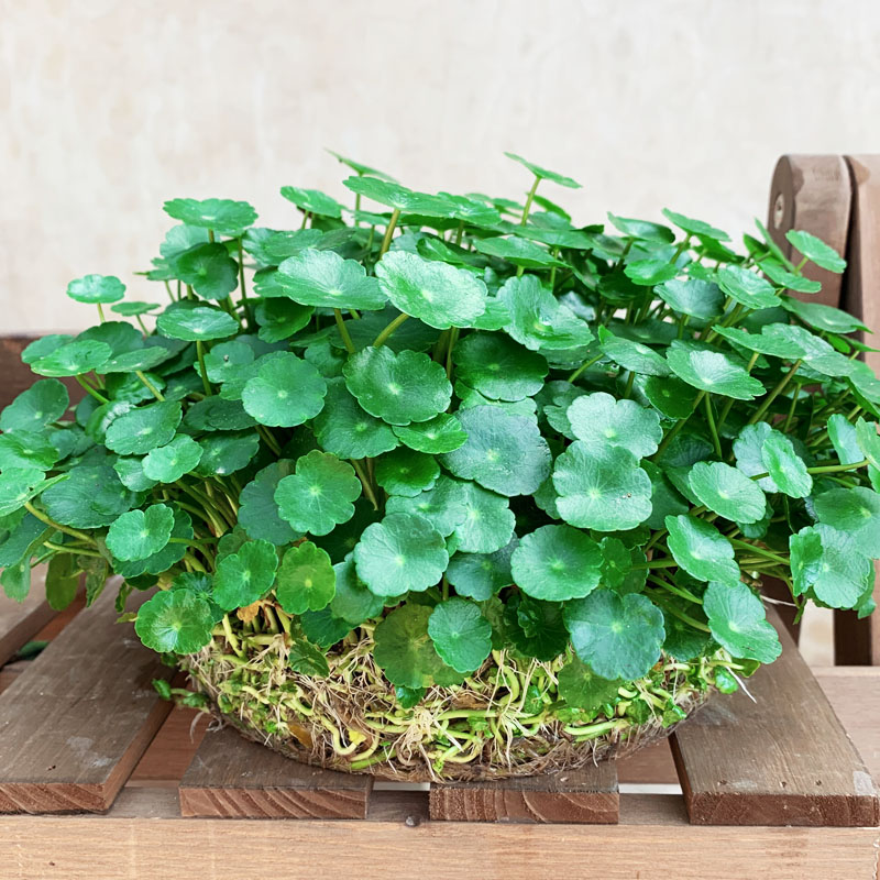 7种招财花春天爆芽,春节养6种招财花