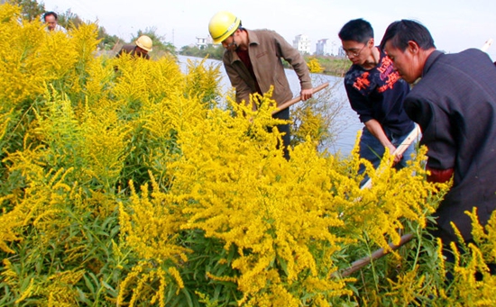 六种入侵植物有哪些,混得最惨的入侵植物你有吃过吗