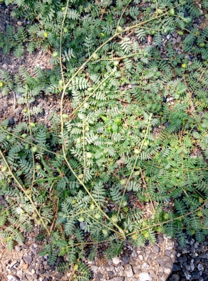 100种入侵植物名单,十大最惨入侵植物