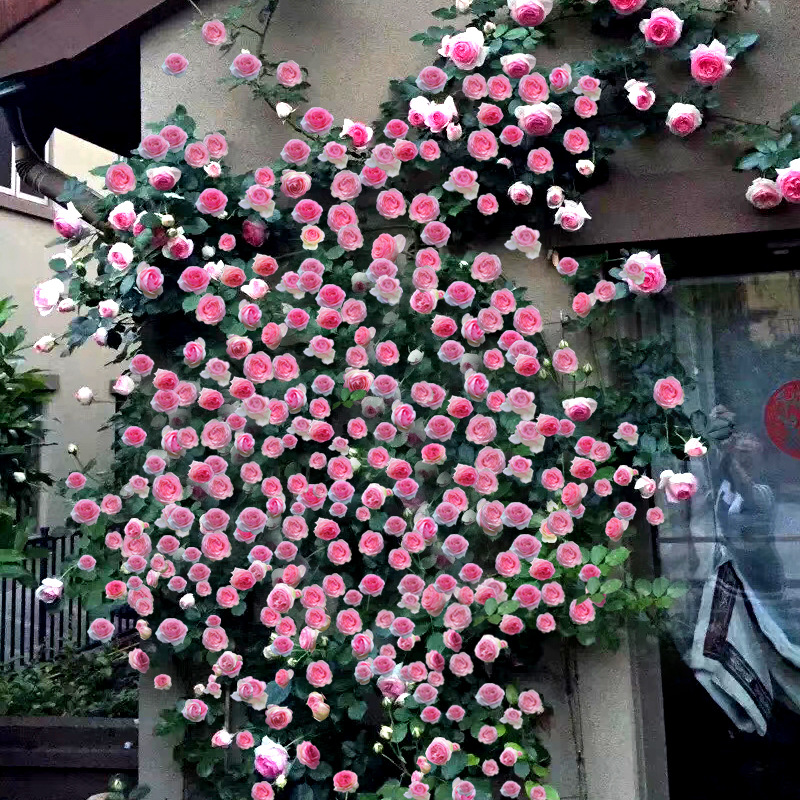 家里种了一颗爬墙花,家里种爬藤蔷薇好吗