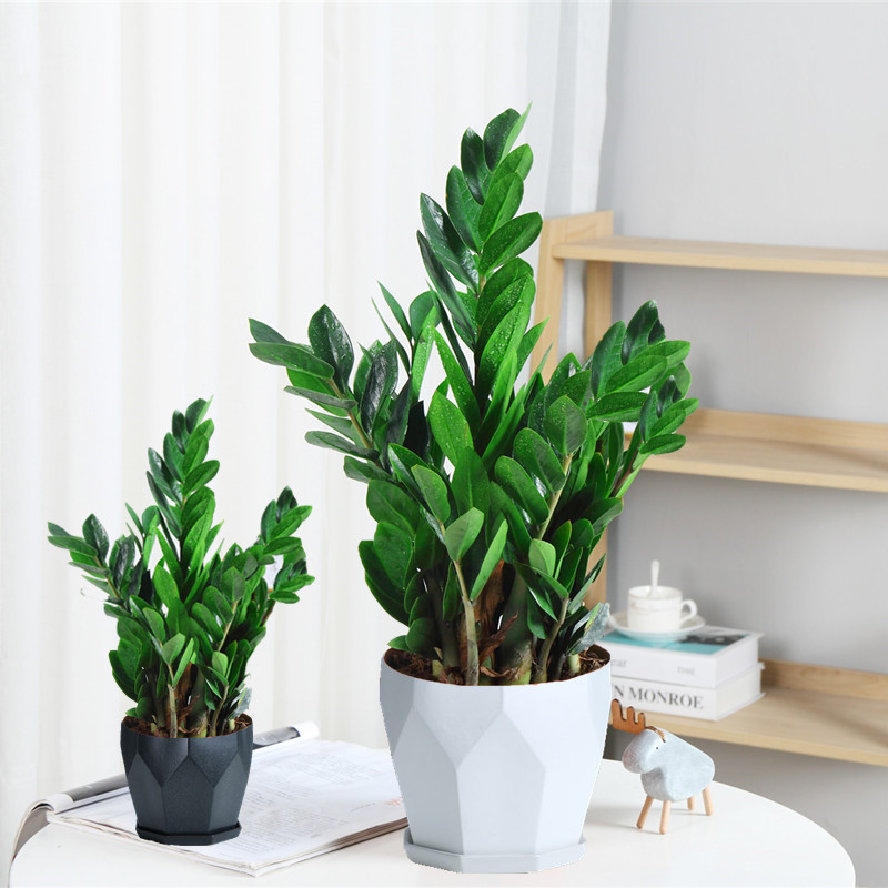 养花选这12种吉祥花,6种吉利花养在客厅最适合