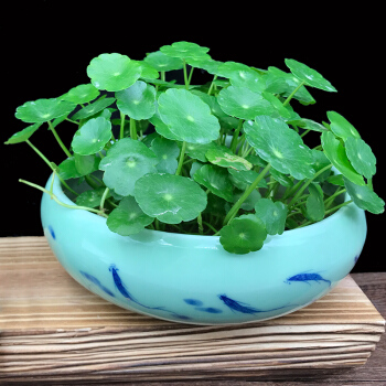 有招财守财寓意的花,招财纳财的花