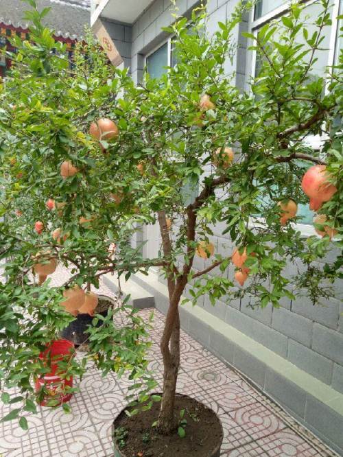 家里种什么树招财旺财最好,为什么家里忌讳种招财树