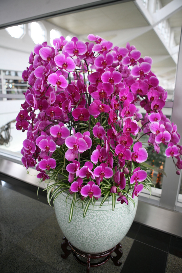 富贵招财的树,富贵树植物室内客厅大盆