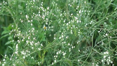 六种入侵植物有哪些,混得最惨的入侵植物你有吃过吗