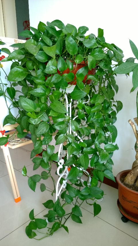 今年流行网红花,漂亮又好看的网红花