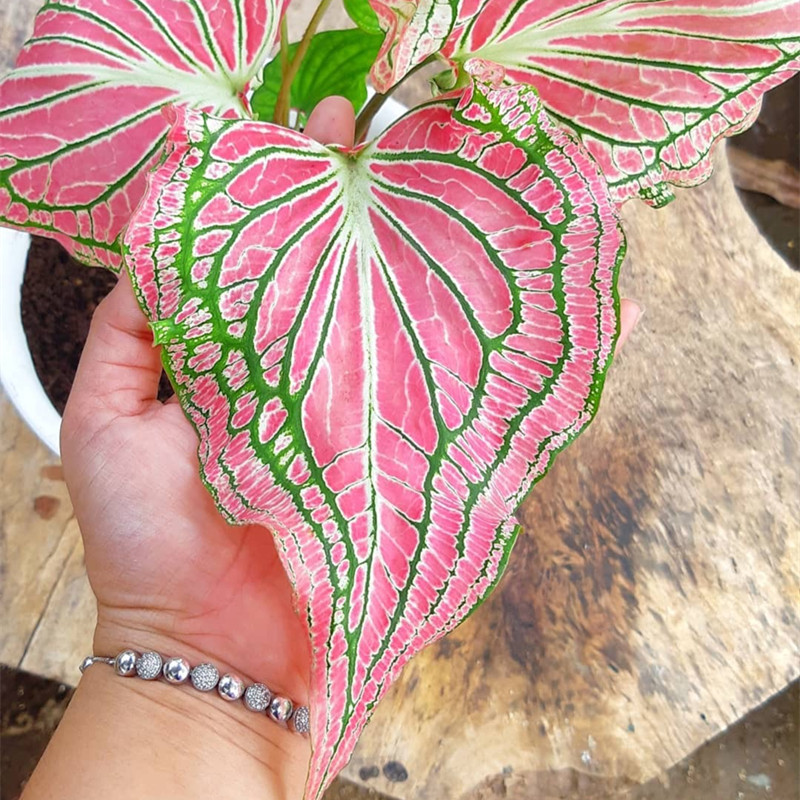 7种可以改善室内空气质量的绿植,7种花寓意美好净化空气花开不断