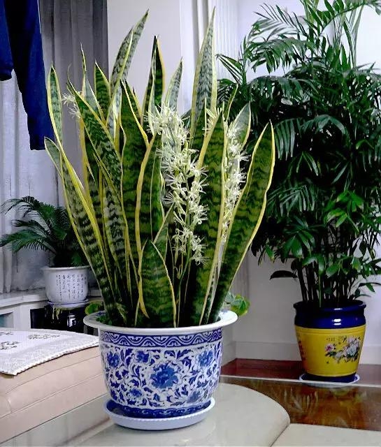 常见的绿植一开花全是好兆头,各种绿植开花代表着什么