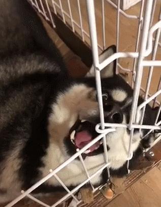 什么狗好养还不拆家还能保护主人,哪种狗不咬人不拆家智商高