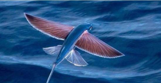 星途瑶光飞鱼超感底盘,星途瑶光畅享飞鱼底盘解析视频