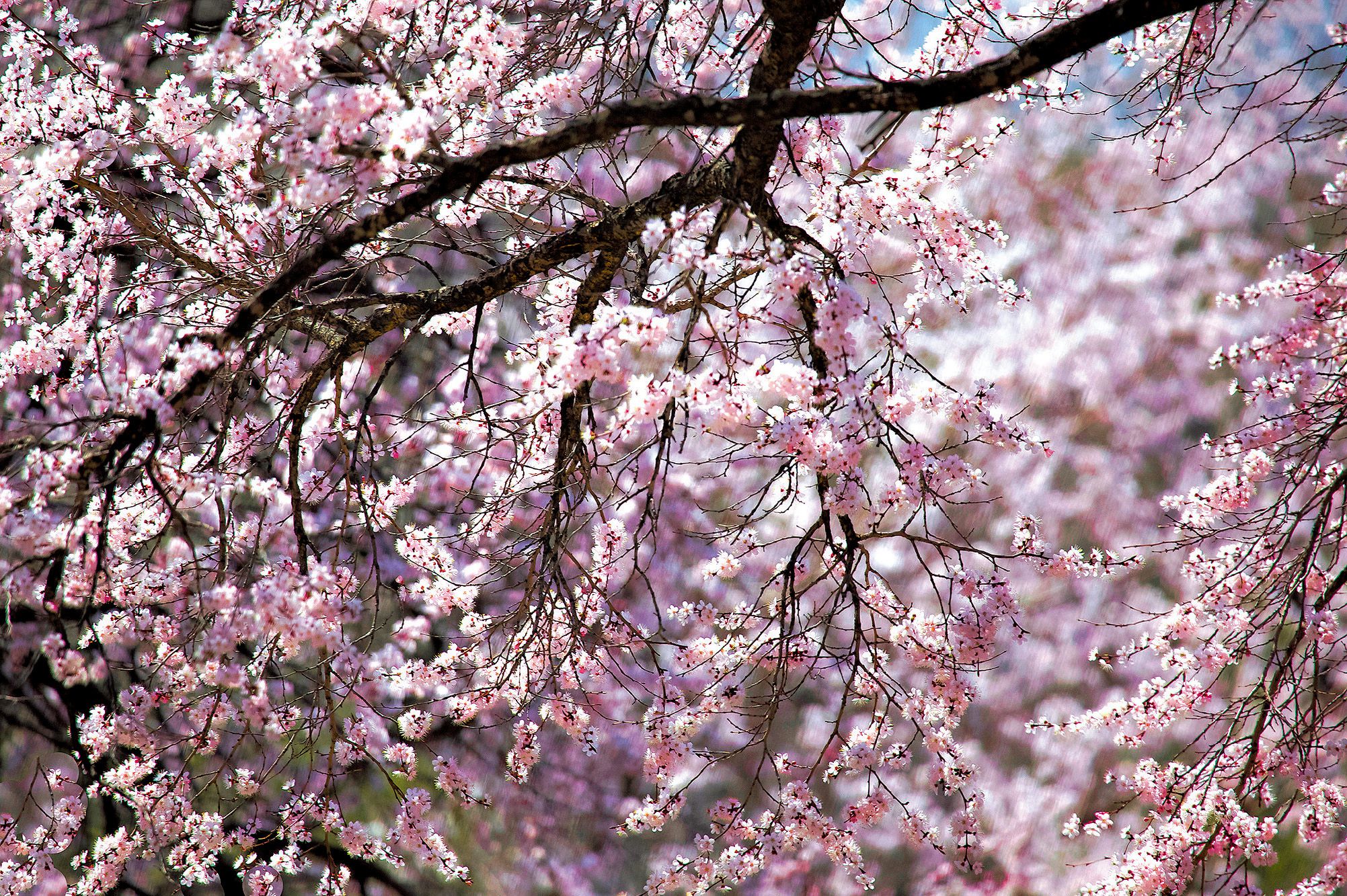 唐诗三百首中描写春天的诗,五首写春天的唐诗