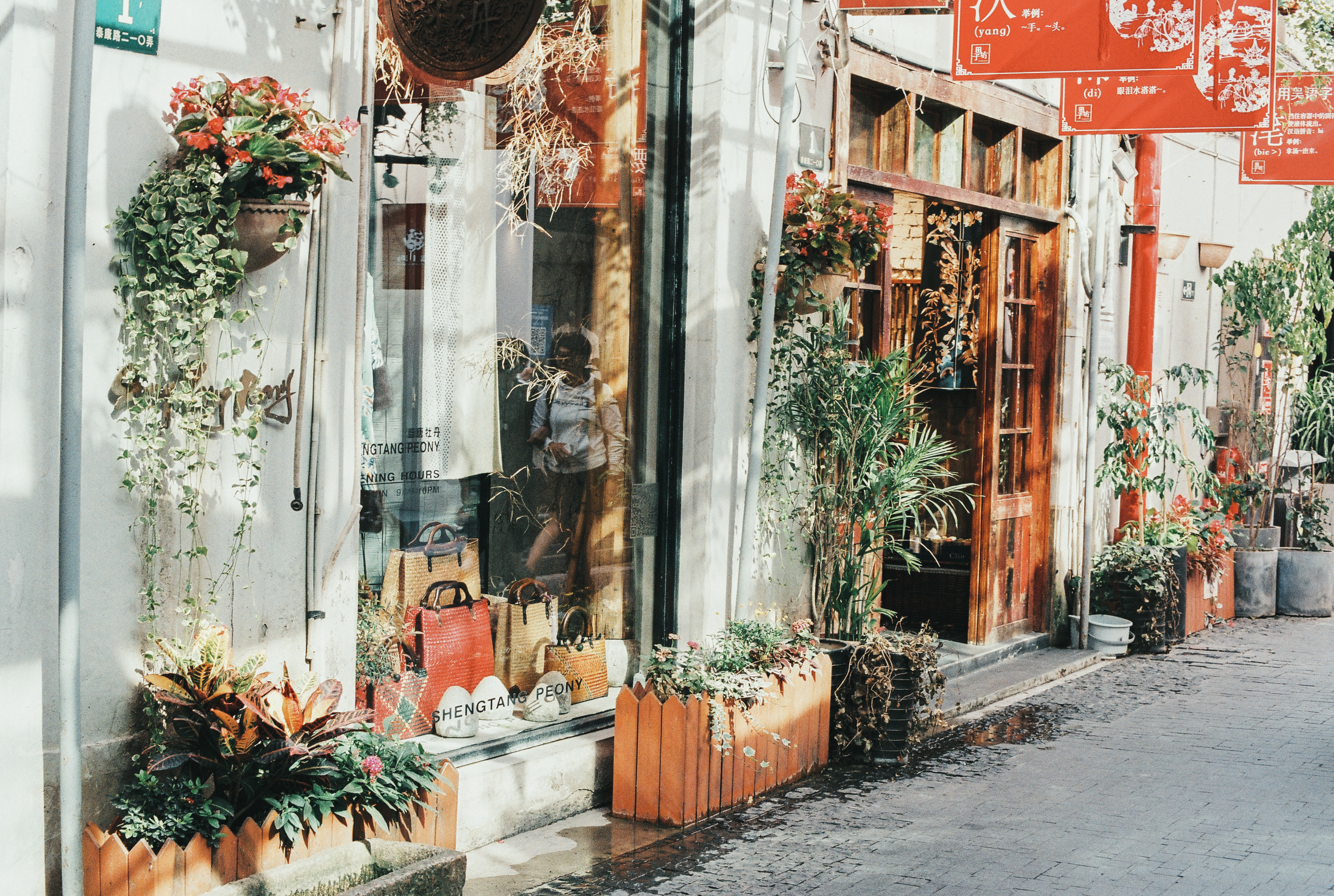 海中之树：巨藻如世界之树，海底森林的生命密码！