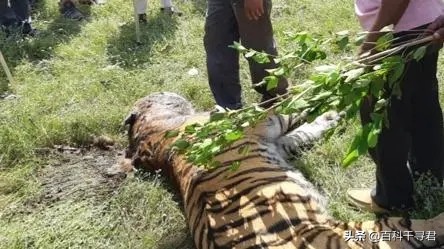 王者也会栽跟头——盘点在野生环境中杀死过成年老虎狮子的动物