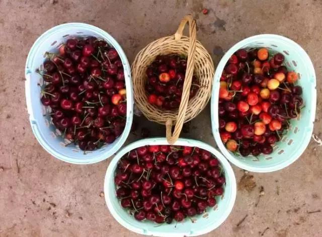 重庆周边摘樱桃,重庆北碚摘樱桃的地方