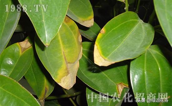 平安树的各种病害图片,平安树叶片背面常见病