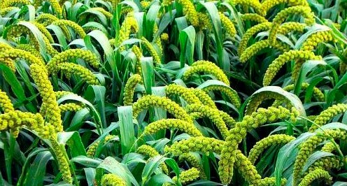 禾的汉字字体演变,与草木植物有关的字