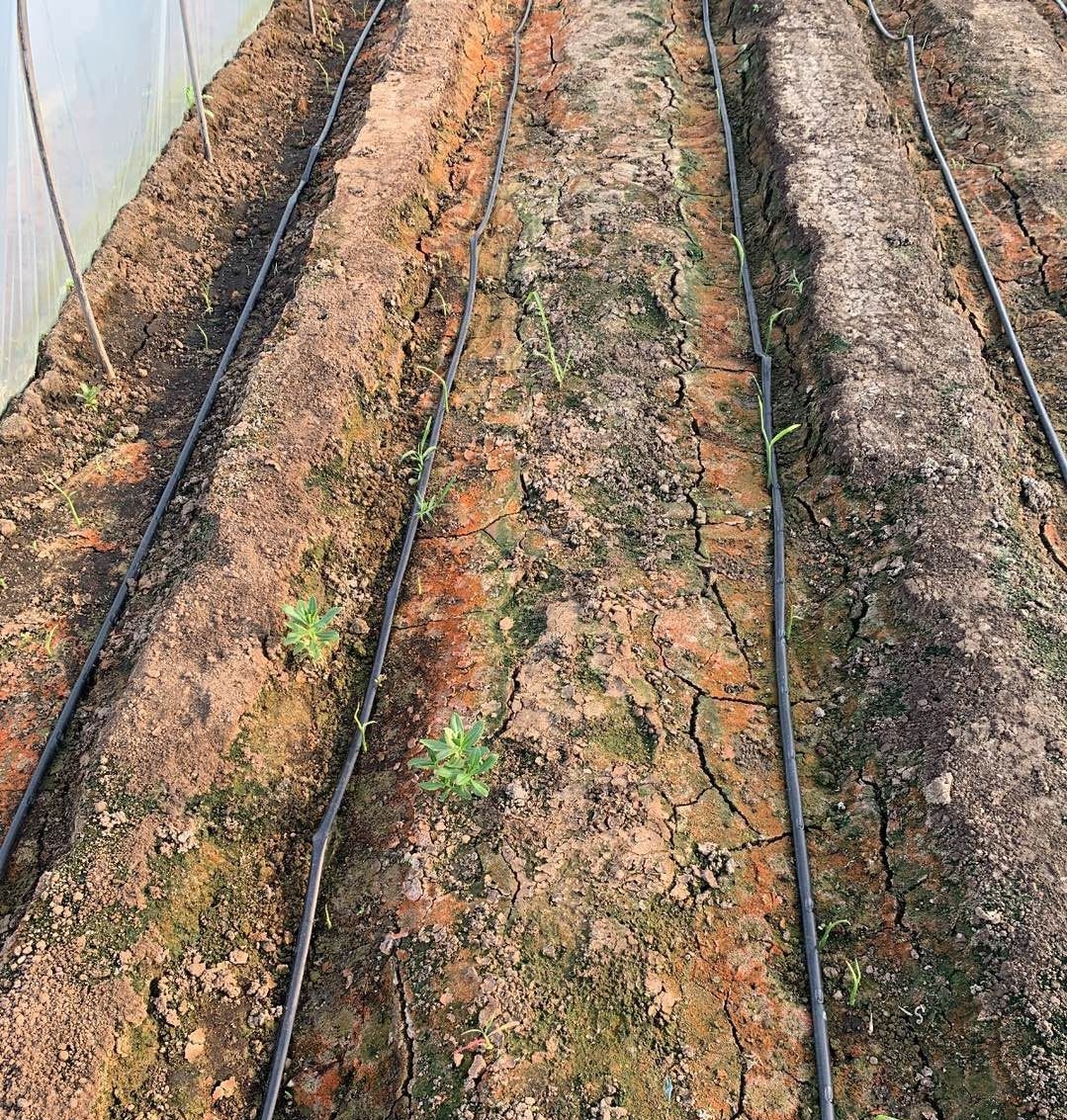 高温天气可以给姜苗覆土吗,高温暴晒天气预警