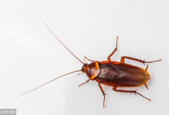 蟑螂怎么消灭蟑螂最怕什么,蟑螂怕什么怎样驱赶蟑螂最有效