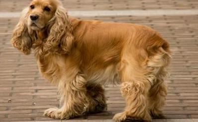 可卡犬为什么不建议养,可卡犬的正确喂养方法