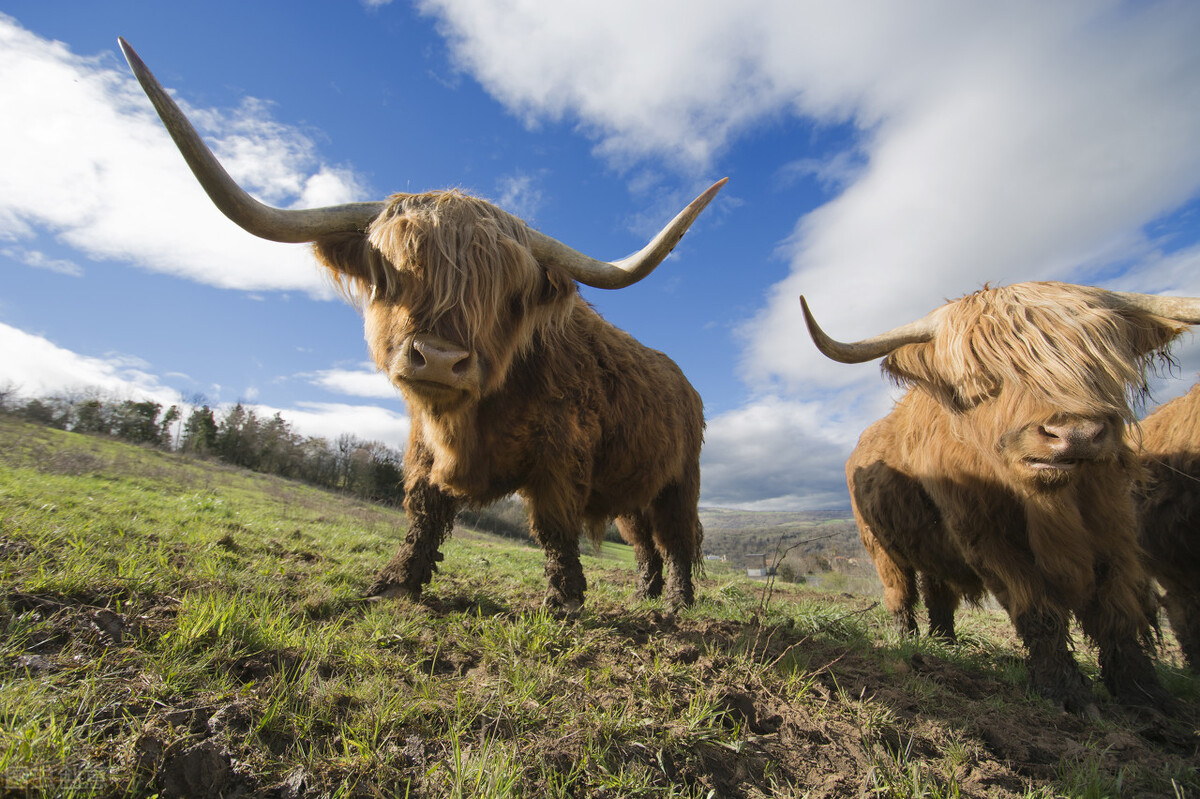 项目商机简报,项目中标喜讯报道