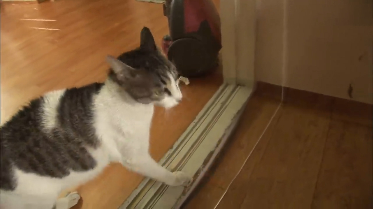 比格犬幼崽被打,比格犬咬猫咪