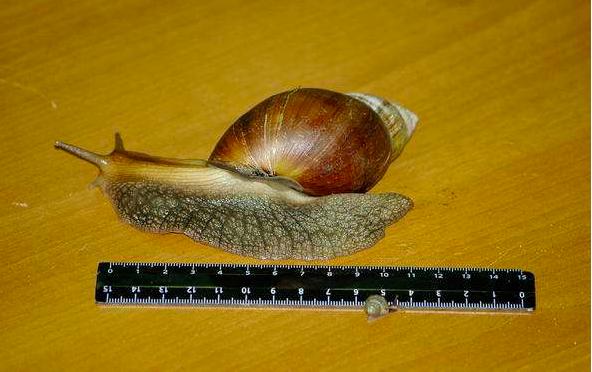 中国吃货都征服不了的非洲大蜗牛,它们是如何入侵中国的?