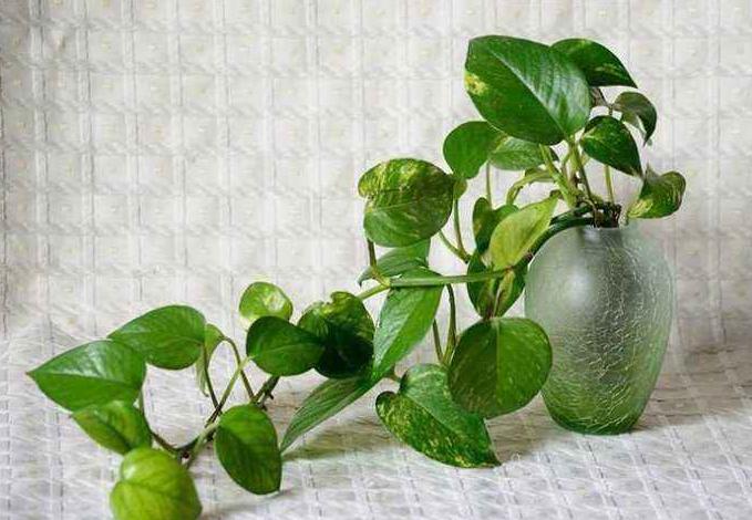 金钻绿萝喜光还是喜阴,大叶绿萝是喜光植物吗