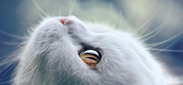 猫咪流泪有眼屎是什么原因导致的,猫咪老是流泪有眼屎什么原因