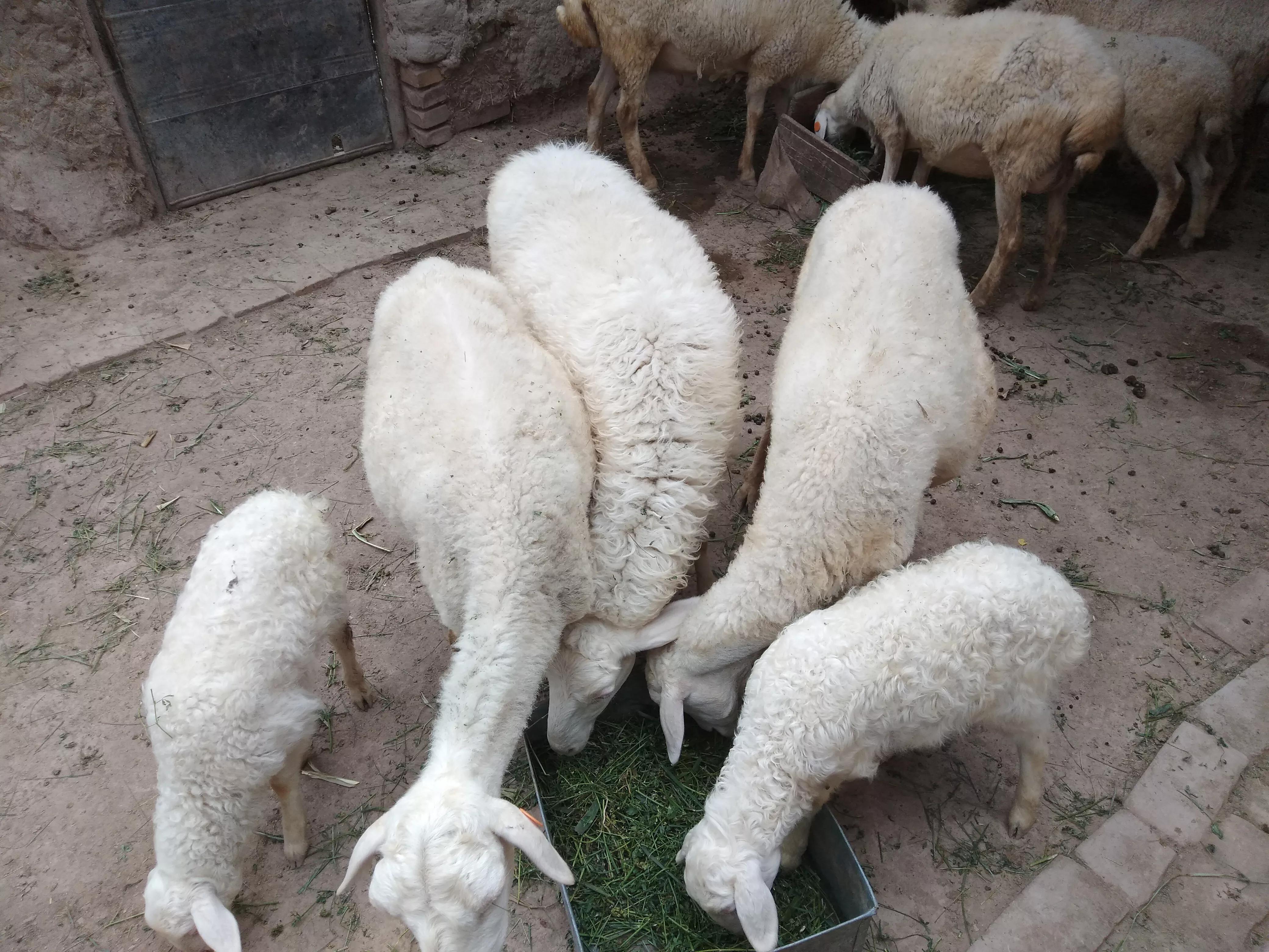 新手养羊该怎么选择,养殖羊选哪个品种