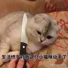 宠物整形美容,给宠物做美容多少钱