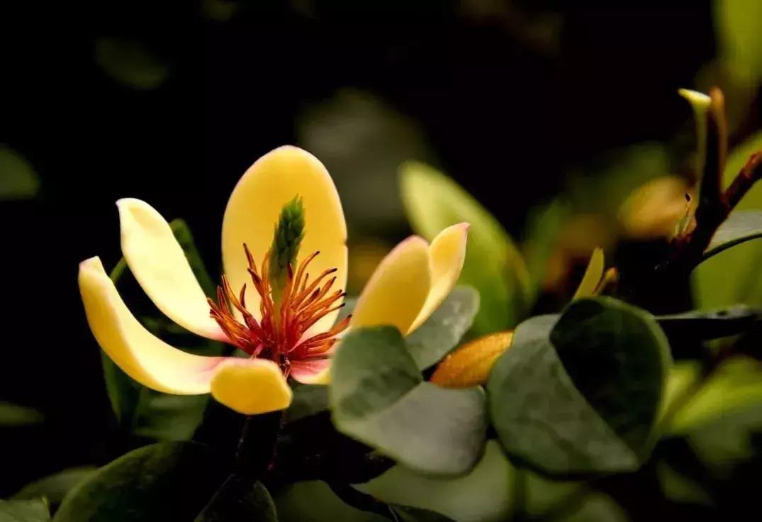 庭院藤蔓植物,庭院爬藤植物