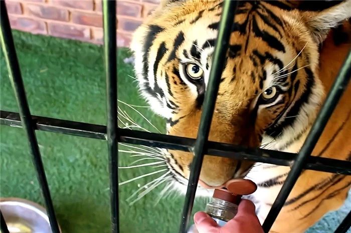 猫薄荷对人有什么影响,猫咪对猫薄荷的影响