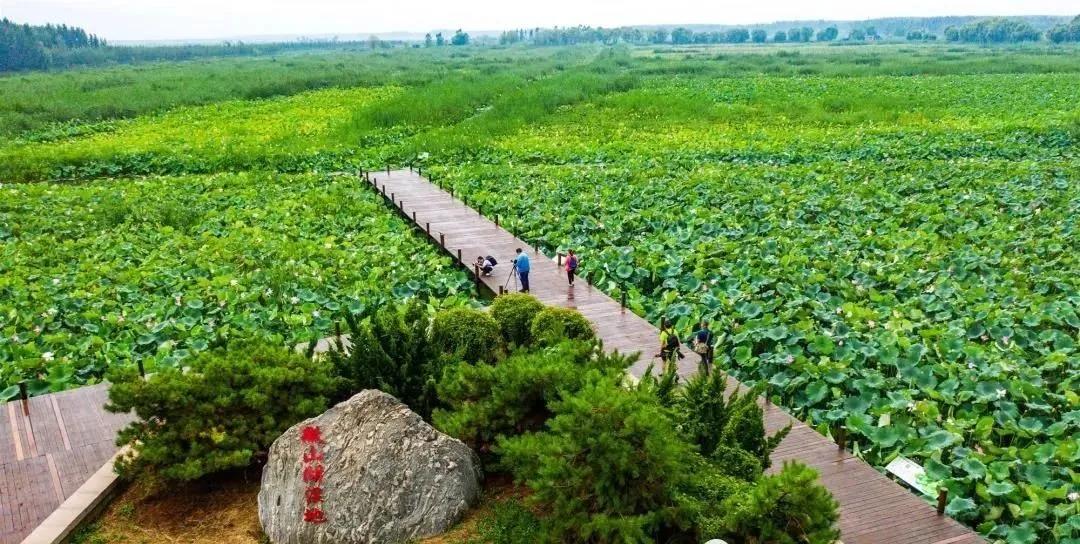 夏季最美荷花在哪里,山东最漂亮的荷花