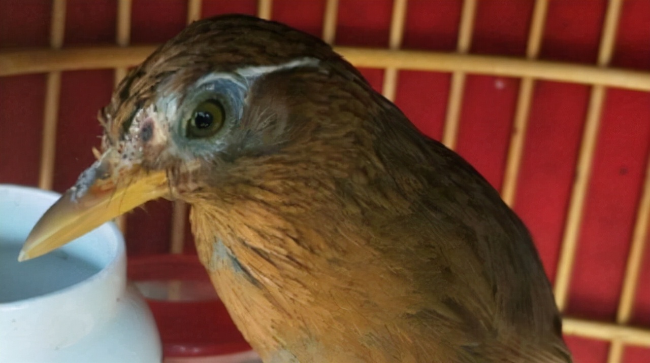 画眉鸟换毛时的注意事项,画眉鸟换毛期怎么养