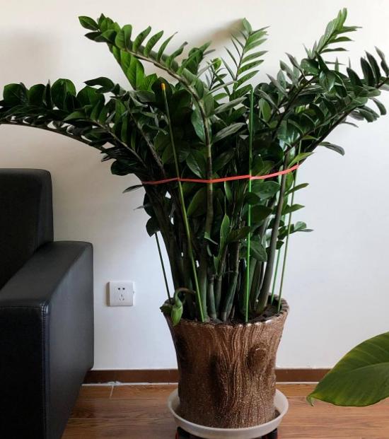 养金钱树做好5点,植株不停窜新芽,金钱叶一串串,油绿又繁茂