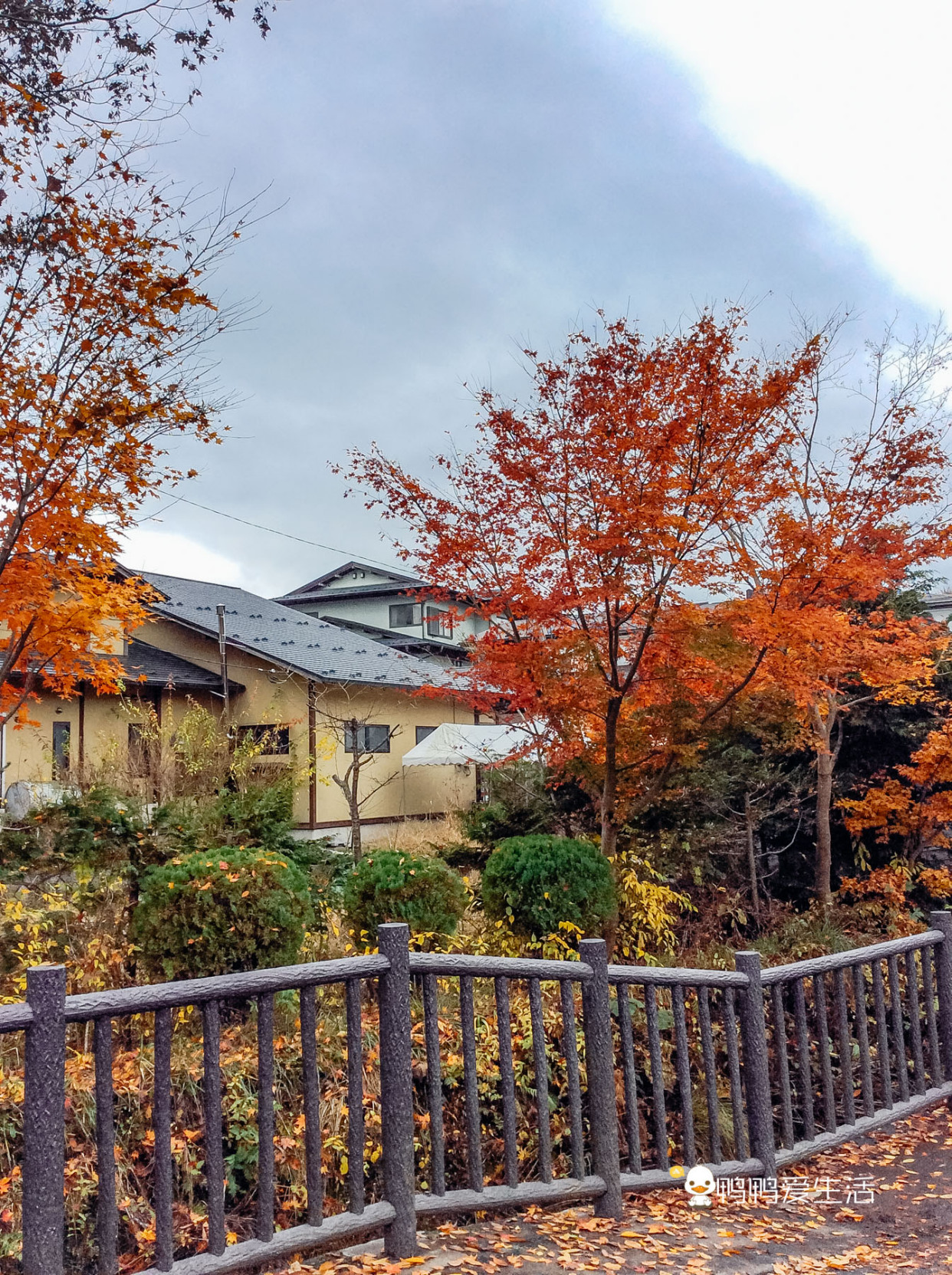 日本“小九寨”藏在富士山下，5月起繁花盛开，还能把泉水带回家