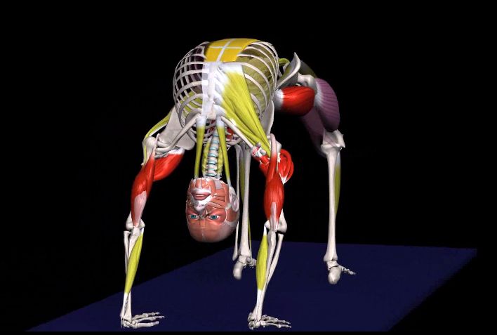 瑜伽轮式起不来动态图,瑜伽轮式手推不起来是什么原因