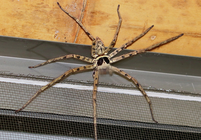 家里出现大蜘蛛是什么蜘蛛,家里来了个大蜘蛛打死了预示什么