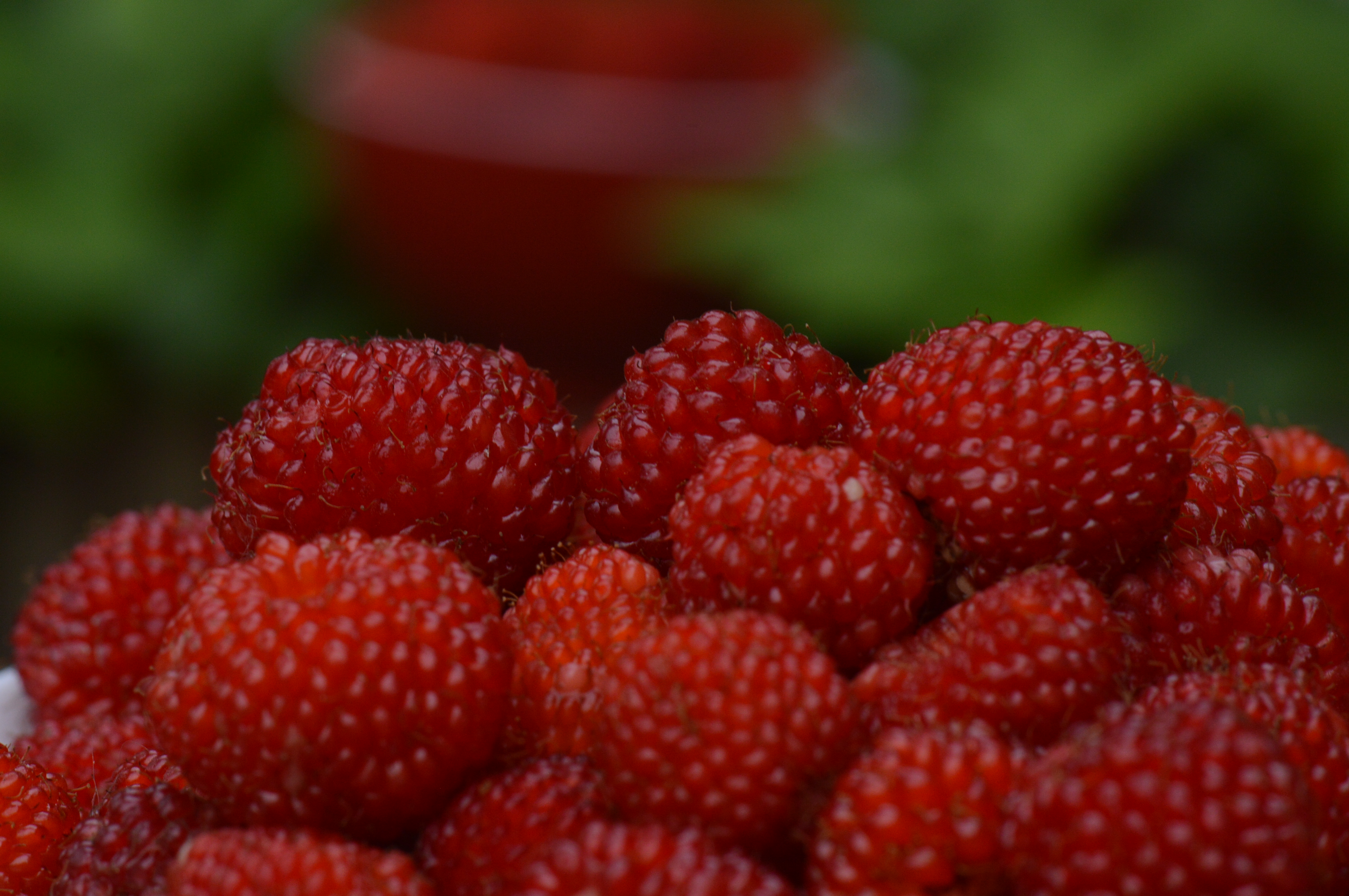 鲜果时光｜五月，覆盆子一熟，江南就甜了