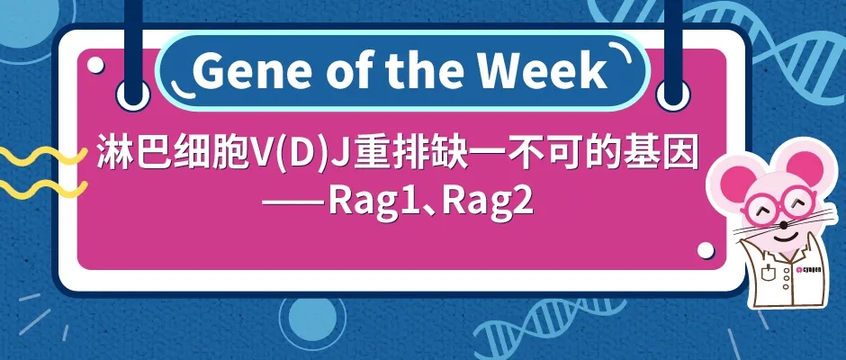 rag1灏忛紶,rag1鍩哄洜