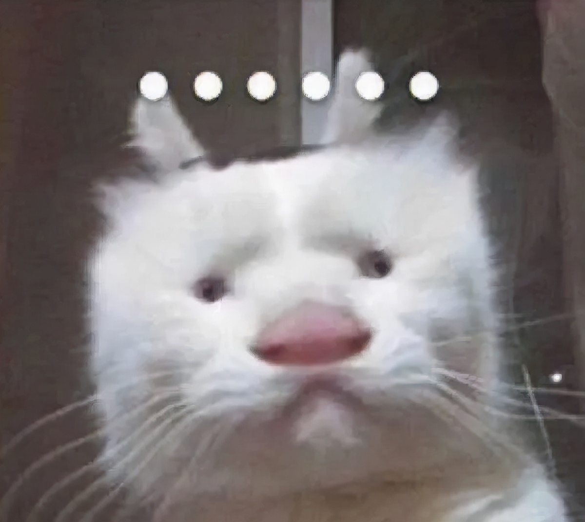 全球罕见足球猫冲上热搜,网友:指定染色!结果......哈哈哈哈