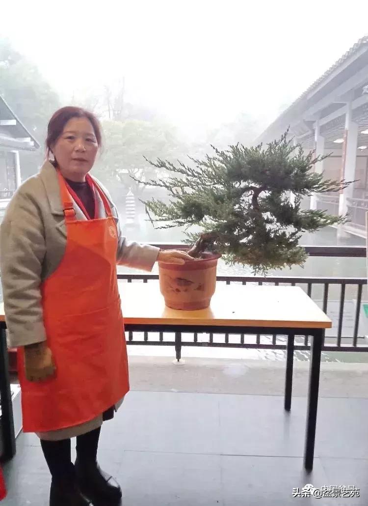 山东盆景艺术大师王桂华,金艳盆景精品欣赏