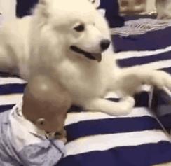 别动不动“累成狗”，汪星人表示不服！